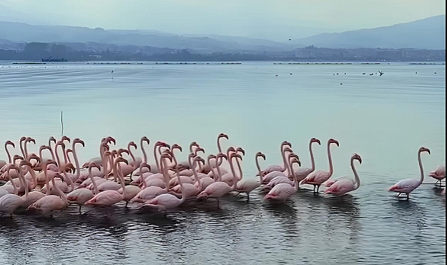 Flamingolar yeniden İzmit Körfezi'nde